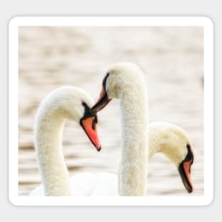 Swans Sticker